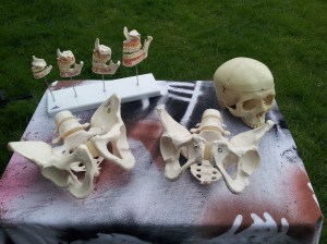 Reference Remains - Casts