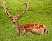 Fallow deer