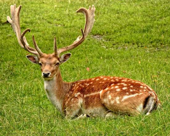 Fallow deer