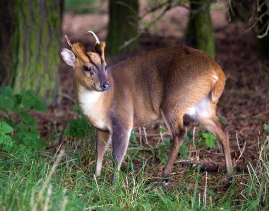 Muntjac