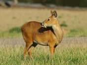 Chinese Water Deer (Hydropotes inermis) - showing tusks