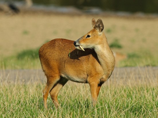 Chinese Water Deer (Hydropotes inermis) - showing tusks