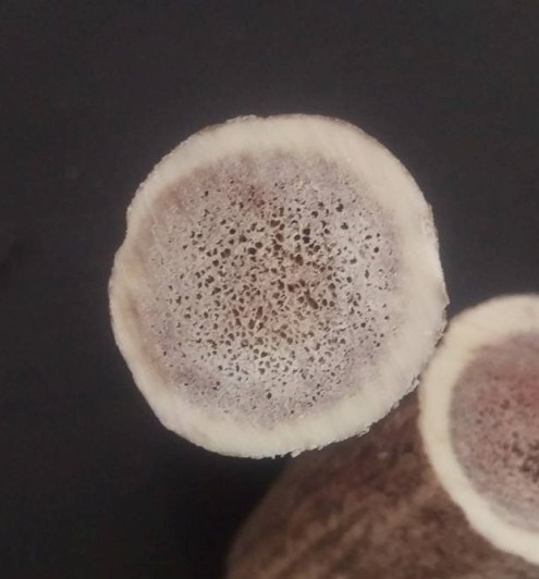 19125122_651396908387812_1294903649_o