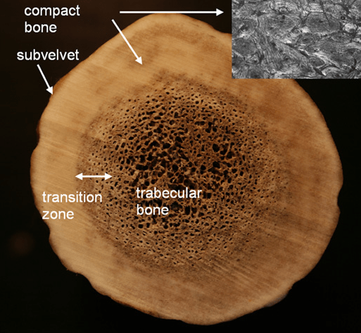 Fig-14-a-Cross-section-through-the-main-beam-of-an-elk-antler-The-thin-outer